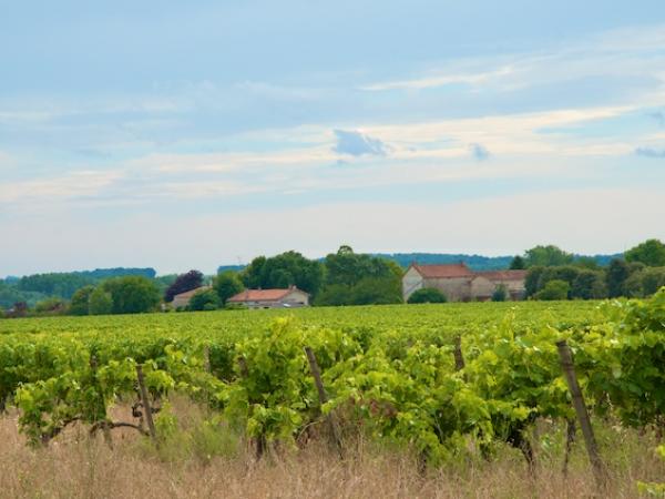 Cognac Vines around Villemorin